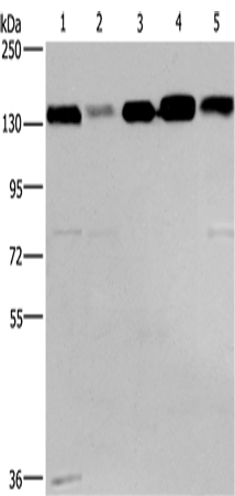 Anti-CEP97 Rabbit Polyclonal Antibody