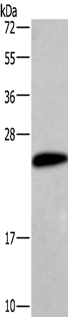 Anti-CGB3 Rabbit Polyclonal Antibody