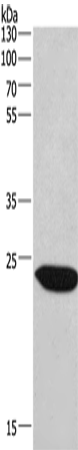 Anti-CHMP1A Rabbit Polyclonal Antibody