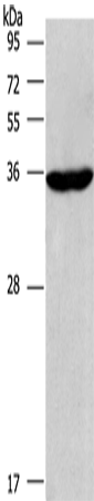 Anti-CIAPIN1 Rabbit Polyclonal Antibody