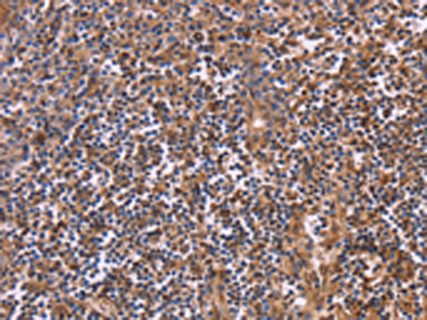 Anti-CLUAP1 Rabbit Polyclonal Antibody