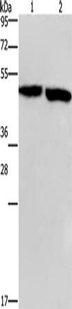 Anti-CLUAP1 Rabbit Polyclonal Antibody
