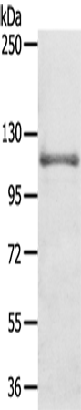 Anti-CNTROB Rabbit Polyclonal Antibody
