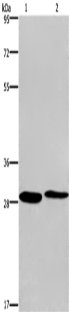 Anti-CPSF4 Rabbit Polyclonal Antibody