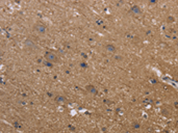Anti-c-Rel Rabbit Polyclonal Antibody