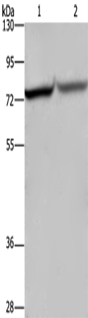 Anti-c-Rel Rabbit Polyclonal Antibody