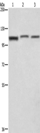 Anti-MIA2 Rabbit Polyclonal Antibody