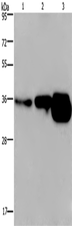 Anti-CUEDC2 Rabbit Polyclonal Antibody