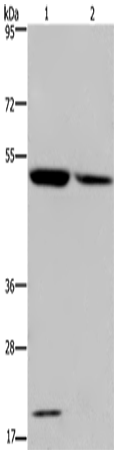 Anti-Cytochrome P450 27A1 Rabbit Polyclonal Antibody