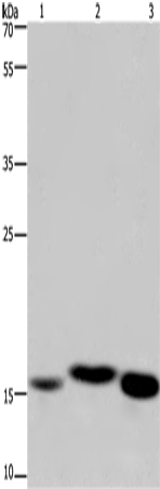 Anti-CYB5A Rabbit Polyclonal Antibody