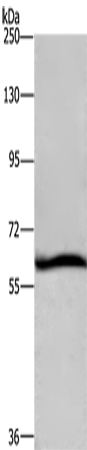 Anti-DCP1A Rabbit Polyclonal Antibody