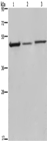 Anti-Dynactin Subunit 2 Rabbit Polyclonal Antibody