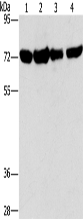 Anti-DEPDC1 Rabbit Polyclonal Antibody