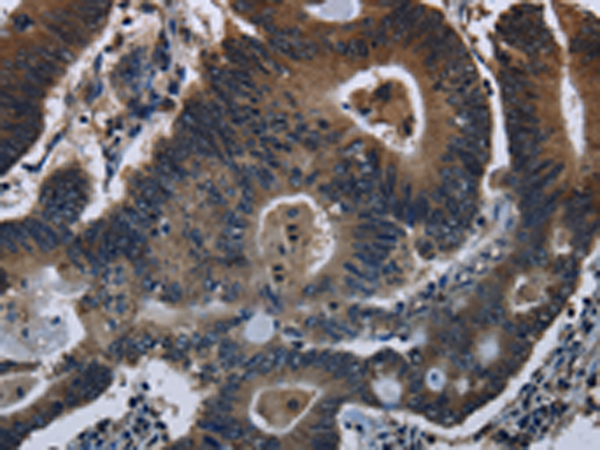 Anti-DHCR7 Rabbit Polyclonal Antibody