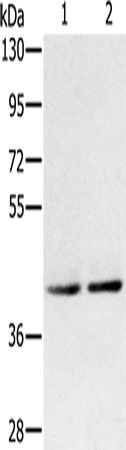 Anti-DPF2 Rabbit Polyclonal Antibody