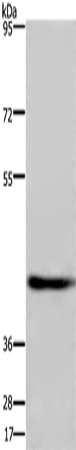 Anti-DRG1 Rabbit Polyclonal Antibody