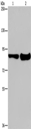 Anti-ECE1 Rabbit Polyclonal Antibody