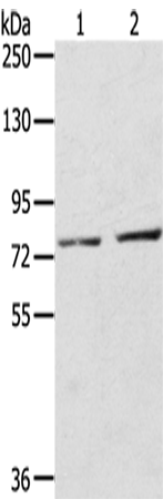 Anti-EEF1AKMT4 Rabbit Polyclonal Antibody