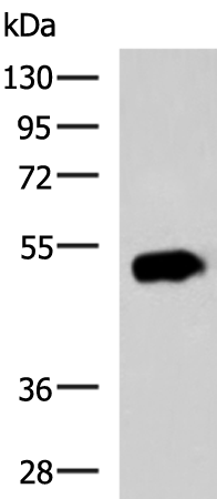 Anti-EDIL3 Rabbit Polyclonal Antibody