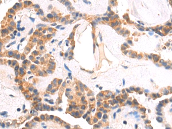 Anti-eIF3H Rabbit Polyclonal Antibody