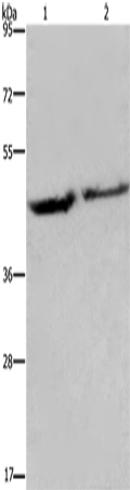 Anti-eIF3H Rabbit Polyclonal Antibody