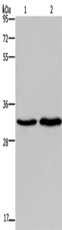 Anti-ELOVL1 Rabbit Polyclonal Antibody