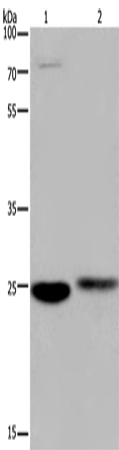 Anti-EPDR1 Rabbit Polyclonal Antibody