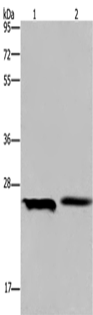 Anti-ETHE1 Rabbit Polyclonal Antibody