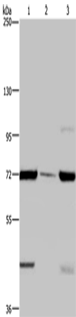Anti-FAAH1 Rabbit Polyclonal Antibody