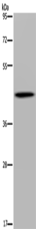 Anti-FADS1 Rabbit Polyclonal Antibody