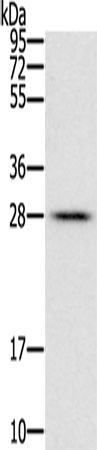 Anti-FAM89B Rabbit Polyclonal Antibody