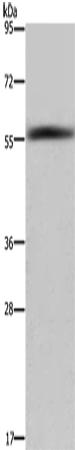 Anti-FAR2 Rabbit Polyclonal Antibody