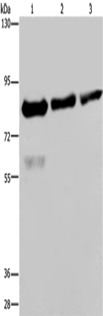 Anti-FASTKD2 Rabbit Polyclonal Antibody