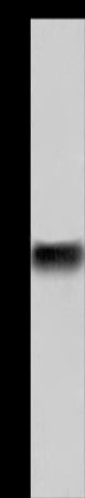 Anti-CD32B Rabbit Polyclonal Antibody
