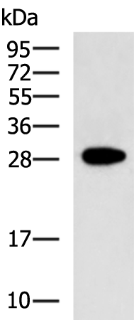 Anti-FGF14 Rabbit Polyclonal Antibody