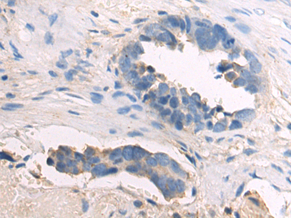 Anti-FGF18 Rabbit Polyclonal Antibody