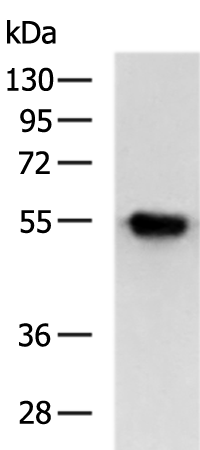 Anti-FGL2 Rabbit Polyclonal Antibody