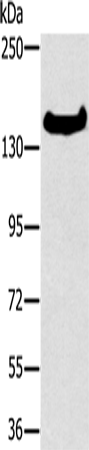 Anti-FMNL1 Rabbit Polyclonal Antibody