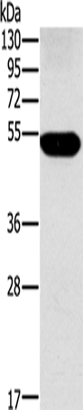 Anti-FUCA1 Rabbit Polyclonal Antibody
