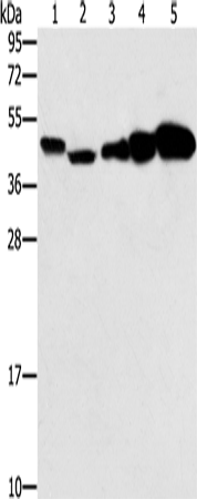Anti-COASY Rabbit Polyclonal Antibody
