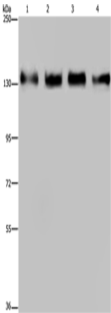 Anti-GM130 Rabbit Polyclonal Antibody
