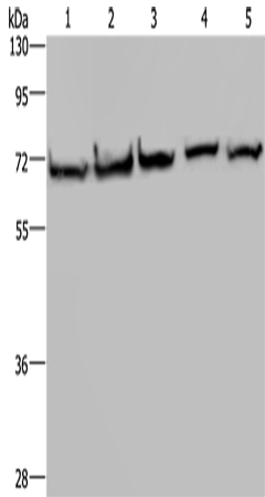 Anti-GRP75 Rabbit Polyclonal Antibody
