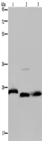 Anti-GST3 Rabbit Polyclonal Antibody