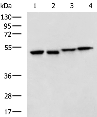 Anti-LIPC Rabbit Polyclonal Antibody