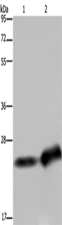 Anti-CSH1 Rabbit Polyclonal Antibody