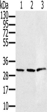 Anti-HSD17B8 Rabbit Polyclonal Antibody