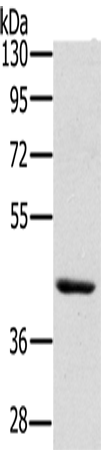 Anti-HSD3B7 Rabbit Polyclonal Antibody