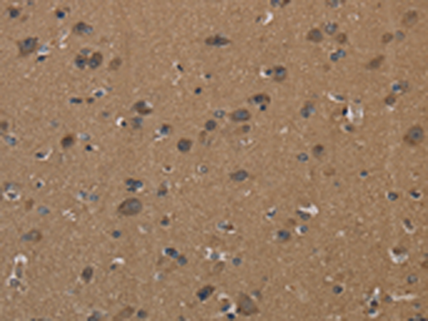 Anti-ICAM4 Rabbit Polyclonal Antibody