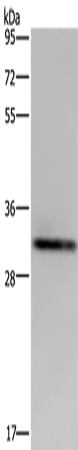 Anti-ICAM4 Rabbit Polyclonal Antibody