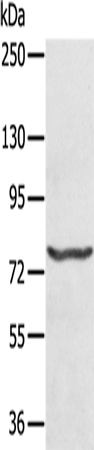 Anti-MX1 Rabbit Polyclonal Antibody
